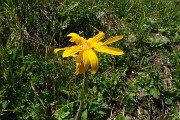 94 Arnica montana